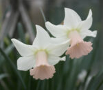 Narcissus Lilac Charm