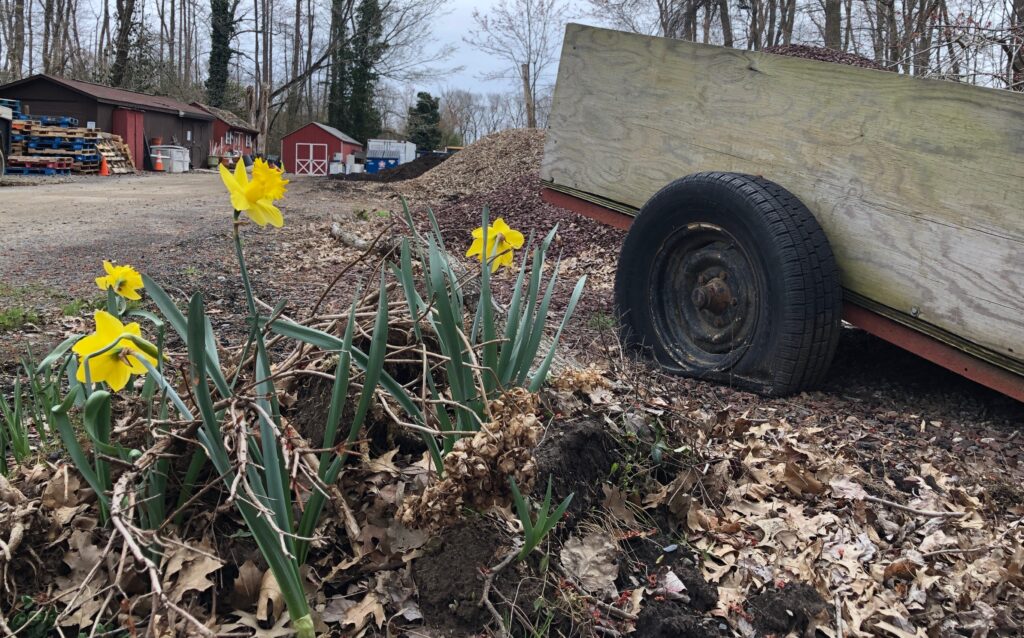 demonstrates abandoned Daffodils in Bloom