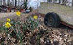 Daffodils Abandoned but Bloom Again