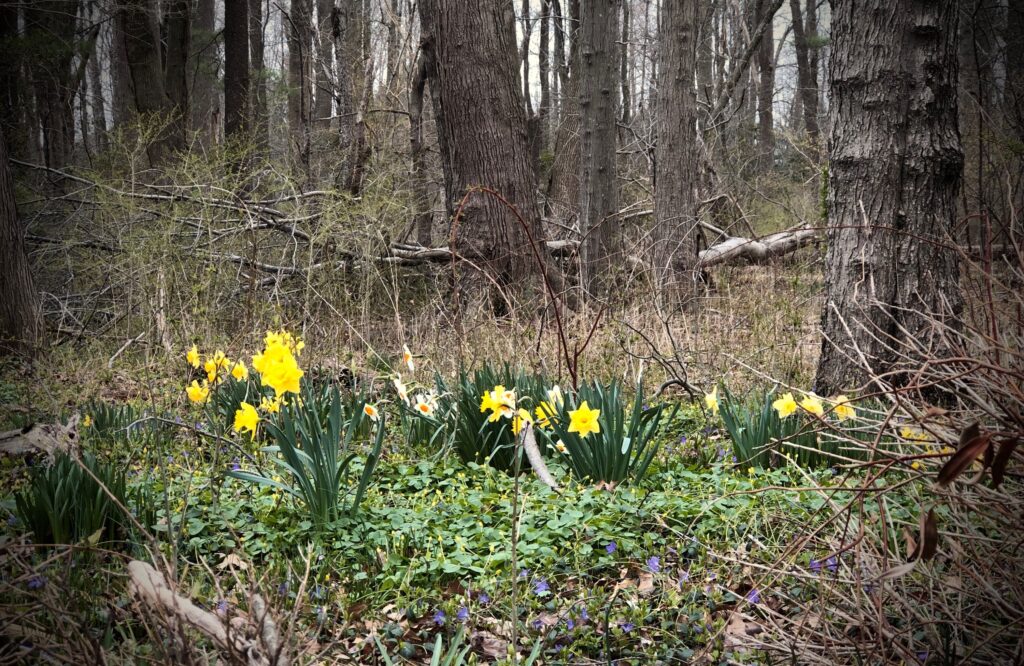 Demonstrates abandoned Daffodils that Still Bloom